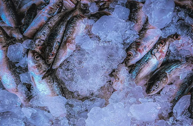 تجميد تقليدي (تجميد بطيء)